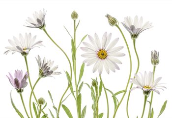 Cape Daisies Fototapet