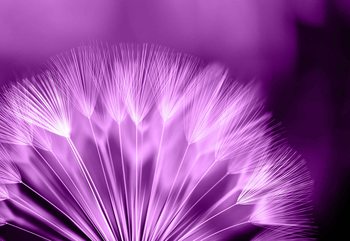 Dandelion Flower Fototapet