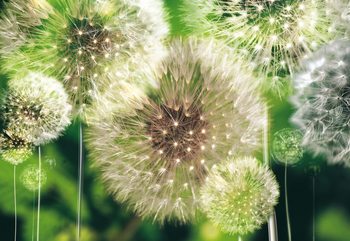 Dandelions Fototapet