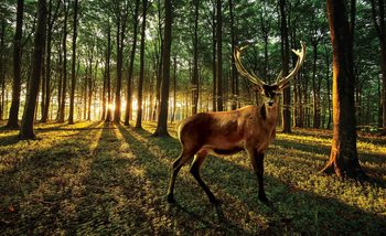 Deer Forest Trees Nature Fototapet