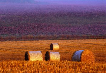 Farmer's Field Fototapet