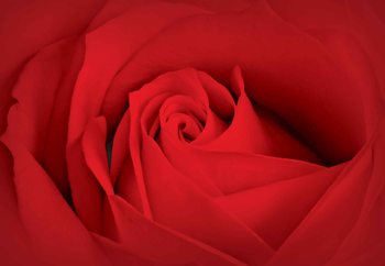 Flower Rose Fototapet