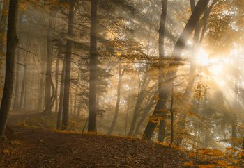 Forest Light Fototapet
