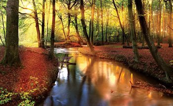 Forest River Beam Light Nature Fototapet
