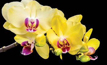 Fototapet Kvety Orchidea