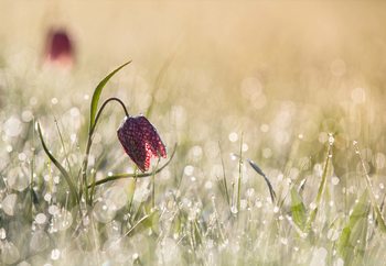 Morningdew Fototapet