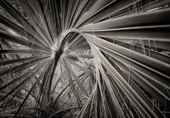 Palm Tree Leave Fototapet