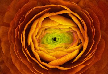 Ranunculus Asiaticus Fototapet