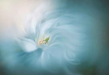 Fototapet Serene
