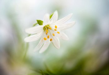 Spring Stitchwort Fototapet
