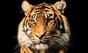 Tiger Fototapet