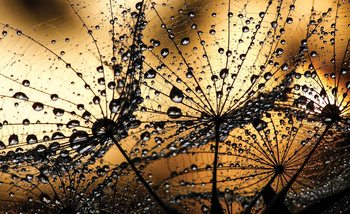 Dandelion Tapéta, Fotótapéta