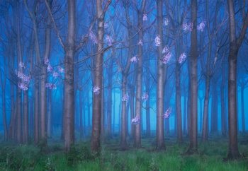 Fairyland Tapéta, Fotótapéta