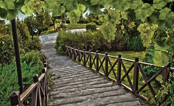 Fototapeta Path Grapes Nature
