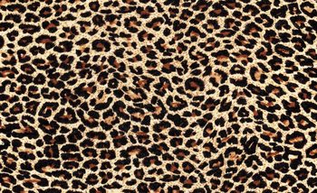 Leopard Fototapeta