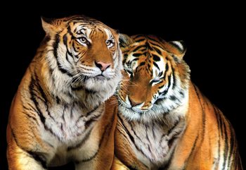 Loving Tigers Fototapeta