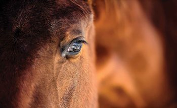 Pferd Auge Fototapete