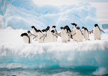 Pinguine Fototapete