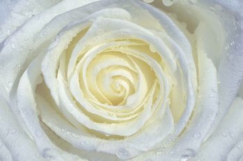Rose Blume Weiß Fototapete