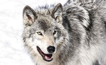 Fototapete Wolf Tier