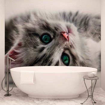 Cat Kitten Fototapet