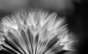 Flowers Dandelion Nature Fototapet