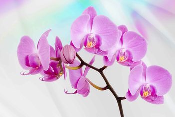 Fototapet Flowers  Orchids