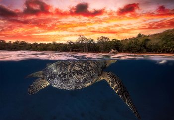 Green Turtle And Fire Sky Fototapet