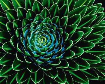 Senecio Nivalis Fototapet