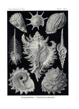 Fototapeta Ctenobranchia