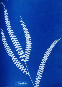 Fototapeta Cyanotype of a Ceylonese fern, 1853