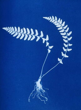 Fototapeta Cyanotype of Aspidium trapezoides, 1853