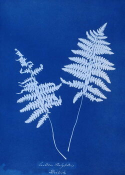 Fototapeta Cyanotype of Lastrea thelypteris, 1853