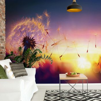 Fototapeta Dandelion Sunset