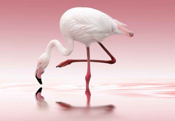 Fototapeta Flamingo