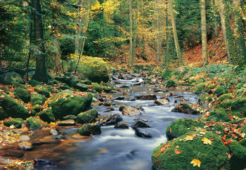 Fototapeta FOREST STREAM