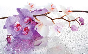 Fototapeta  Kvety Orchidea, rosa
