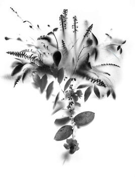 Fototapeta Natural Veil IV, 2019