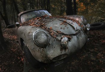 Fototapeta  Red Forest