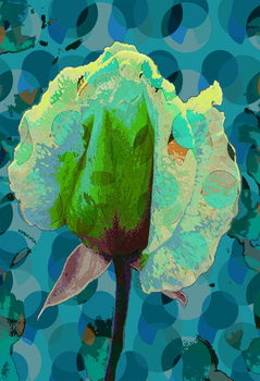 Fototapeta Tea Rose 2