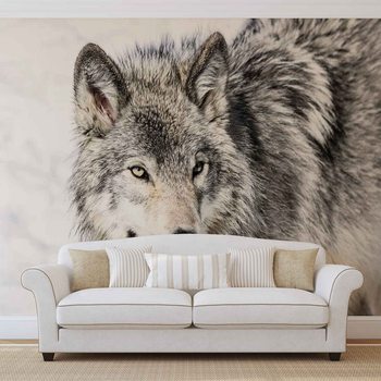 Wilk Fototapeta
