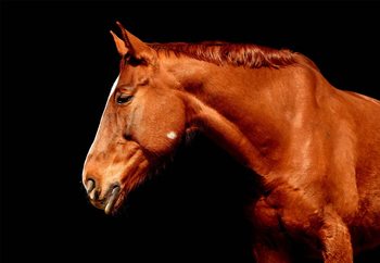 Glasbilder A Portrait