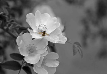 Glasbilder  Bee Blossom