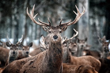 Glasbilder Deer - What's Up?
