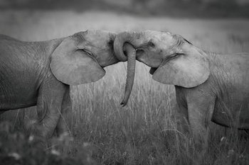 Glasbilder Elephants - Love