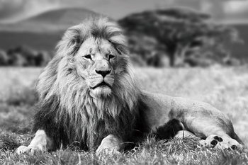 Glasbilder Lion - Lying b&w