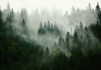 Glasbilder Misty Forest