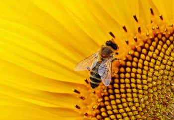 Glasbilder The Visitor