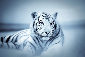 Glasbilder Tiger - White Tiger
