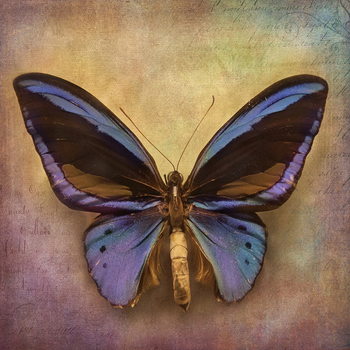Butterfly - Blue Glassbilder